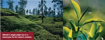  ??  ?? Dilmah’s single-origin tea is a showcase for Sri Lanka’s estates 31