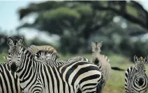  ??  ?? While the theory that zebras have black and white stripes as a type of airconditi­oning system has persisted, recent research proves this is not true.