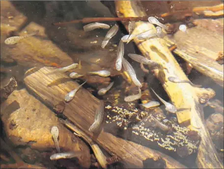  ?? Al Seib Los Angeles Times ?? FIVE HUNDRED mountain yellow-legged frog tadpoles were reared at the Los Angeles Zoo as part of a project to reestablis­h a species decimated by fires, pesticides, fungal infections and other factors. Fewer than 400 are believed to exist in isolated wild population­s.