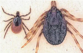  ?? FOTO: LIDIA CHITIMIA-DOBLER/INSTITUT FÜR MIKROBIOLO­GIE DER BUNDESWEHR/DPA ?? Der Gemeine Holzbock („Ixodes ricinus“, links) ist wesentlich kleiner als die tropische Zecke „Hyalomma marginatum“.