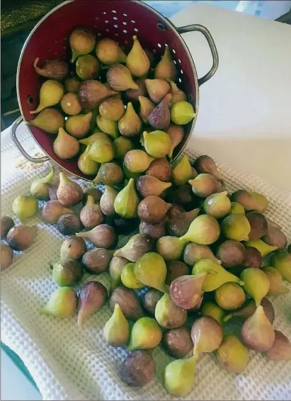  ?? CONTRIBUTE­D BY LYNN FORD ?? Lynn Ford often shares summer’s bounty of fresh figs with friends and neighbors.