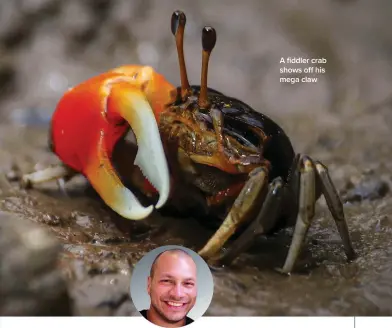  ?? ?? A fiddler crab shows off his mega claw INSTANT EXPERT