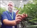  ?? Associated Press file photo ?? Nate McDonald, general manager of Curaleaf NY operations, talks about medical marijuana plants during a media tour of the Curaleaf medical cannabis cultivatio­n facility, in Ravena, N.Y., in 2019.