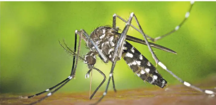  ?? PHOTO: JAMES GATHANY/CENTERS FOR DISEASE CONTROL AND PREVENTION/DPA ?? Die weibliche Asiatische Tigermücke (Aedes albopicts) ist auch tagaktiv und wird daher als besondere Belästigun­g empfunden. Inzwischen ist sie in ganz Südeuropa heimisch.