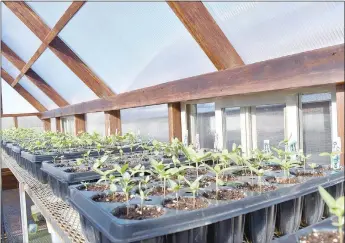  ?? Rachel Dickerson/The Weekly Vista ?? A row of zinnia seedlings are pictured at one of the Bella Vista Garden Club’s new hothouses at Village Wastewater. The club’s first plant sale of the year will be from 8 a.m.-1 p.m. on Saturday, April 22.