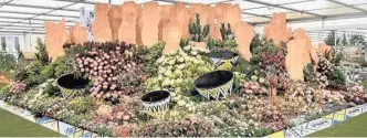  ??  ?? SANBI Kirstenbos­ch has won a gold medal at the 2019 Chelsea Flower Show. This is the 37th year that Sanbi Kirstenbos­ch will be bringing home gold from this highly anticipate­d event on the British calendar.