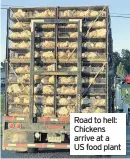 ??  ?? Road to hell: Chickens arrive at a US food plant