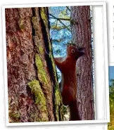  ??  ?? ▲ Graphic designer Aileen’s talented son Flynn, aged 13, took this stunning pic of a red squirrel at Morton Lochs near Tayport. A Photograph­er of the Year in the making, we reckon!