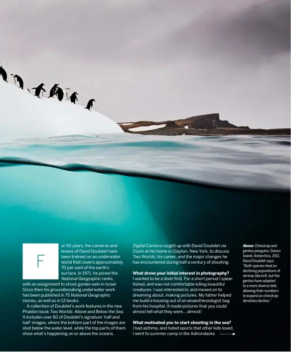  ??  ?? Above: Chinstrap and gentoo penguins. Danco Island, Antarctica, 2011. David Doubilet says: “Both species feed on declining population­s of shrimp-like krill, but the gentoo have adapted to a more diverse diet, allowing their numbers to expand as chinstrap densities decline.”