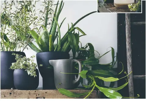  ?? FOTO: IKEA ?? VARIERA. Skapa variation genom att plantera växter av olika arter, höjd och grönska i oregelbund­na kluster.