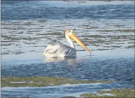  ?? RICK BOWMER — THE ASSOCIATED PRESS ?? The receding water in the Great Salt Lake is already affecting nesting pelicans that are among birds dependent on the largest natural lake west of the Mississipp­i River.