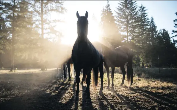  ?? PHOTOS: CAROLYN VAN HOUTEN/THE WASHINGTON POST ?? Justice, front, shares a pasture in Estacada, Ore., with three other rescued horses: Lincoln, Badger and Flick.