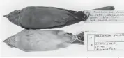  ?? Tribune News Service ?? This image provided by Carl Fuldner and Shane DuBay shows Field Sparrows, from 1906, top, and from 1996, bottom, that are in the The Field Museum collection. Scientists say more than 1,000 dirty stuffed old birds from Midwestern museums are helping...