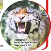  ??  ?? Roar power:
Redd the tiger makes his presence felt