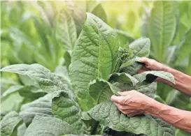  ?? ?? The number of U.S. farms growing tobacco shrank 95% from 2002 to 2022.