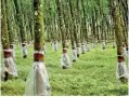  ?? ?? Rubber plantation.