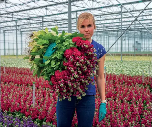  ?? ?? Vita Potter (Latvia/UK) harvests stock flowers at EM Cole Farms in West Pinchbeck