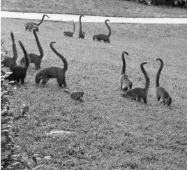  ??  ?? A family of coatis.