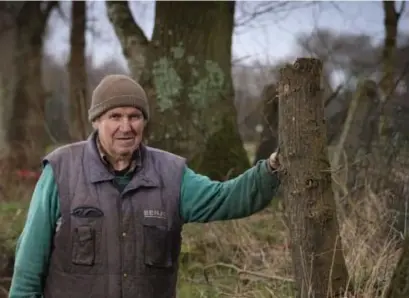  ?? FOTO DICK DEMEY ?? De ene eik is de andere niet. De jonge zomereik van Tuur Peeters is 422 euro waard. Het kappen van een oude eik kan een veelvoud kosten.