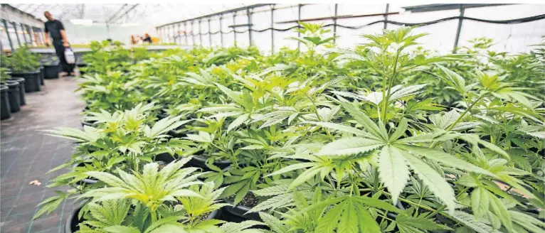  ?? FOTO: ISTOCK ?? In den USA sind legale Cannabis-Plantagen bereits ein lukratives Geschäft. NRW-Gartenbaue­r wollen ihnen im Falle einer Freigabe hierzuland­e nacheifern.