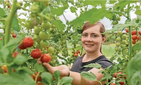  ?? FOTOS (3): TANJA PICKARTZ ?? Lisa Blomenkamp zeigt stolz die reifen Tomaten an ihren Stauden.
