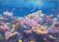  ?? PICTURES: PA WIRE ?? UNDER THREAT: Scientists led by the University of Leeds warn that climate risk is even worse for coral reefs than thought.