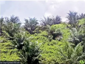  ??  ?? Oil palm cultivatio­n with a cover crop to protect the soil