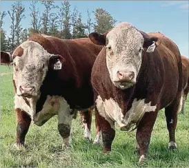  ?? ?? El uso de la Diferencia Esperada de Progenie en la selección de los toros es una herramient­a que permite alcanzar objetivos para el progreso genético.