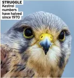  ??  ?? STrUGGLe Kestrel numbers have halved since 1970
