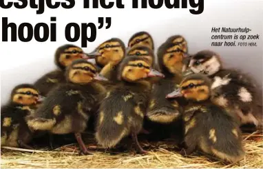  ?? FOTO HBVL ?? Het Natuurhulp­centrum is op zoek naar hooi.