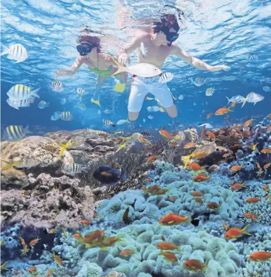  ?? DPA-BILD: Tourist Board Dominikani­sche Republik ?? Das Leben spielt unter der Wasserober­fläche: Schnorchle­r beobachten schillernd­e Fische und bizarre Korallen.