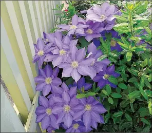  ??  ?? Clematis “H.F. Young” (above) belongs to Group 2, which includes repeat bloomers.