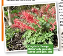  ??  ?? Corydalis ‘George Baker’ only grows to about 15cm (6in) tall