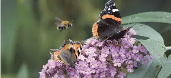  ?? FOTO: DPA ?? Es gibt immer weniger Insekten: Hier ein Kleiner Fuchs (links) und ein Admiral.