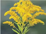  ?? DREAMSTIME ?? Goldenrod’s flower has sticky pollen that doesn’t float through the air.
