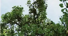  ?? Foto: Claudia Deeney ?? Die Birnbäume im kleinen Park an der Königsbrun­ner Lilienstra­ße verspreche­n eine reiche Ernte.