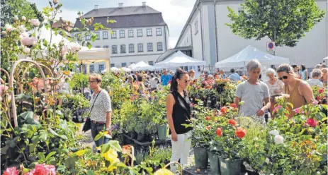  ?? FOTO: ROLAND RAY ?? Welche soll in meinem Garten blüh’n? Beim Rosenmarkt Schloss Großlauphe­im haben die Besucher die Qual der Wahl.