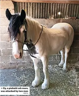  ?? RSPCA ?? Dy, a piebald cob mare, was attacked by two men