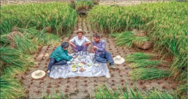  ?? PHOTOS BY MA CHAOWU, HUANG JIANMIN AND WANG SHUBIN / FOR CHINA DAILY ?? Clockwise from top left: Villagers dry salt in Hui’an county, Fujian province, on Oct 10, 2018; villagers busy with harvesting have a meal in the field in Yuan’an county, Hubei province, on Sept 14, 2020; Wang Xiaojun and his wife return from herding sheep and take a selfie by the Yellow River in Xiaozhuang village, Guanchang town, Yuanyang county, Henan province, on May 10, 2020.