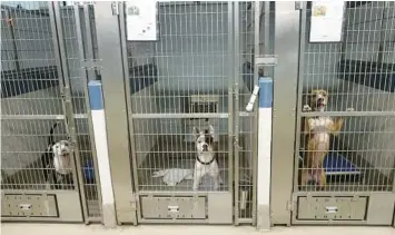  ?? MIKE STOCKER / SOUTH FLORIDA SUN SENTINEL ?? Dogs wait for adoption in kennels at the Broward County Animal Care and Adoption Center on July 6. Shelter staff is no longer taking anonymous complaints about animal abuse due to a new state law.