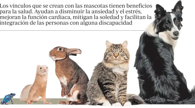  ??  ?? ESTRÉS
ACARICIAR A LOS ANIMALES DEL COMPAÑÍA DISMINUYE LOS NIVELES
DE LA HORMONA DEL ESTRÉS
CONFIANZA LA OXITOCINA, QUE DA SENSACIÓN DE SEGURIDAD, AUMENTA CON EL
CONTACTO CON LAS MASCOTAS
RELACIONES SOCIALES PASEAR A UNA MASCOTA FACILITA EL...