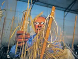  ?? DIEGO IBARRA SANCHEZ/THE NEW YORK TIMES ?? Ali Shehadeh, a plant conservati­onist from Syria who fled the war in his country, at work in August in Terbol, Lebanon. Shehadeh and his colleagues are safeguardi­ng seeds that might be crucial when more parts of the world become as hot and arid as the...