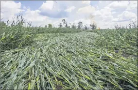  ?? THE ASSOCIATED PRESS ?? The path of a possible tornado is evident in a cornfield after a powerful storm on Aug. 11, in Wakarusa, Ind.