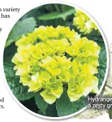  ??  ?? Hydrangeas have a huge variety of colour from a zesty green through to creamy white