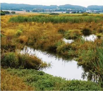  ?? Foto: Stefan Puchner, dpa ?? Das Donaumoos ist das größte zusammenhä­ngende Niedermoor­gebiet Bayerns.