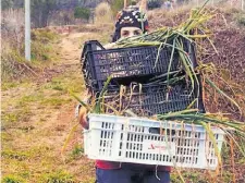  ??  ?? ‘MASOVERA’.
Marta puso en marcha junto a su marido un huerto ecológico en una masía de Gallifa (Barcelona). «Los alimentos locales refuerzan la identidad de un territorio», decía.