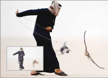  ?? KUNA photos ?? A falconer (also inset) trains a falcon by waving a piece of meat on a feather attached to a 10-20-meter string to draw the bird’s attention. The trainer – ‘al-milwah’ – repeats the practice until the falcon is ready for real hunting.