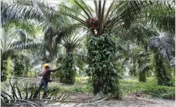  ??  ?? A worker collects palm oil fruits at a plantation in Bahau, Negeri Sembilan, Malaysia. LAI SENG SIN/REUTERS