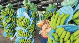  ?? ARCHIVO ?? Producto. El banano es el único producto que se exporta a Rusia que ha reportado un crecimient­o en 2022.