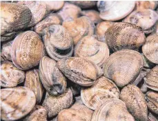  ?? FOTO: DPA ?? Muscheln stehen im Herbst bei vielen auf der Speisekart­e. Die Venusmusch­el schmeckt leicht nussig und nach Meer.